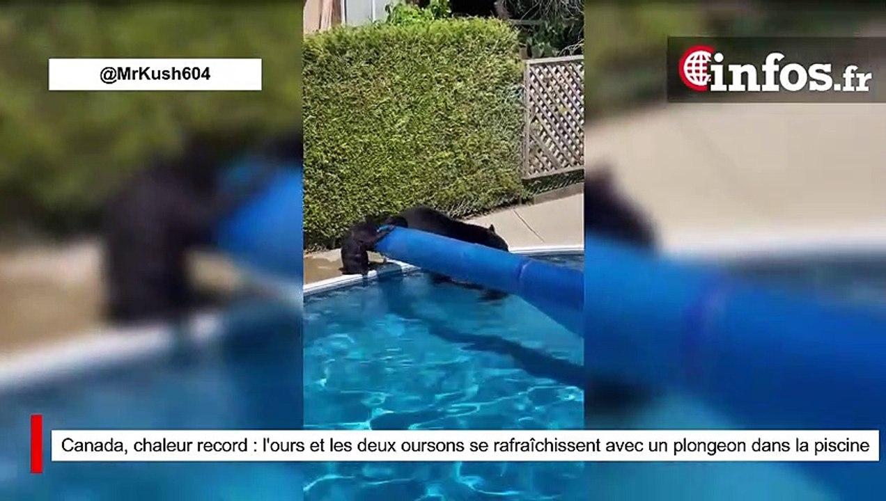 Canada, chaleur record : l'ours et les deux oursons se rafraîchissent avec un plongeon dans la piscine