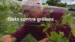 Des filets anti-grêle pour protéger le vignoble du Beaujolais