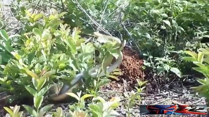 Snake giving birth
