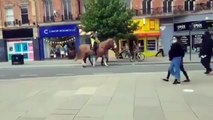 Pferde scheuen vor Regenbogenfarben - reiten instinktiv vorüber