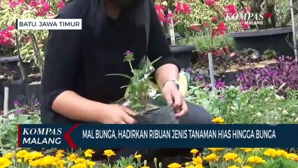 Mal Bunga, Inovasi Desa Wisata Sidomulyo Kota Batu, di Kala Pandemi