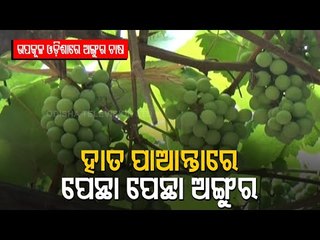 Woman In Niali (Cuttack) Grows Grapes At Home