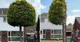 Angleterre : en conflit avec leurs voisins, ils décident de couper l'arbre devant chez eux en deux
