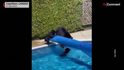 Bären suchen Abkühlung im Swimmingpool