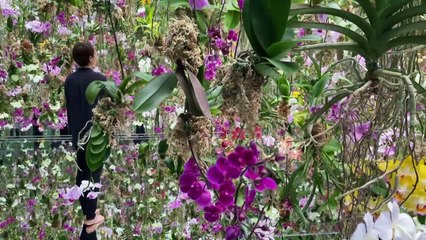 S'immerger dans les fleurs: à Tokyo, l'expérience proposée par un collectif artistique