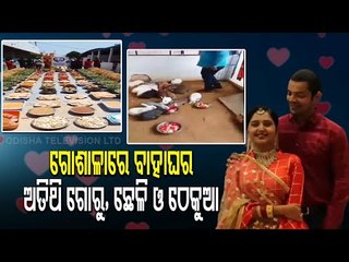 Newlyweds In Nellore Feed Cows & Other Animals In Their Marriage