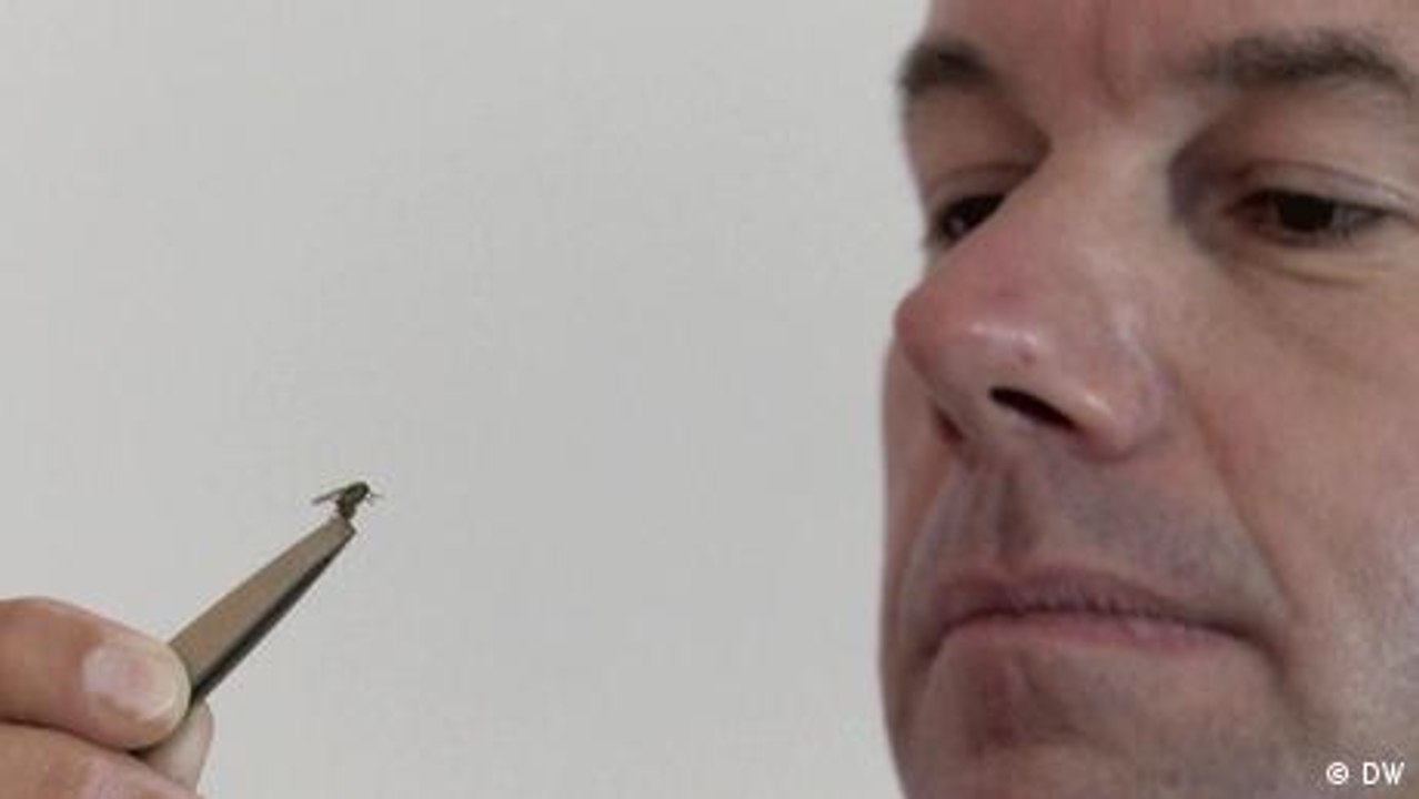 Insekten retten statt töten