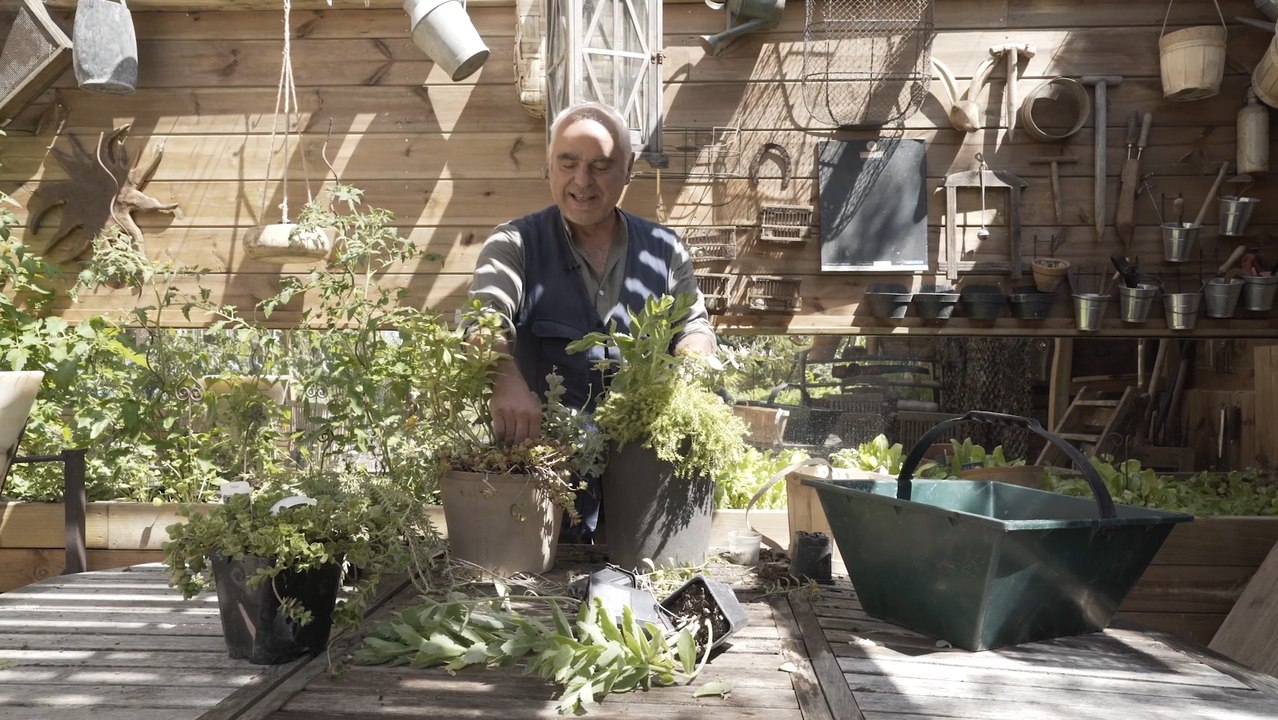 Plantes sans arrosage : quelles variétés choisir pour une jardinière ?