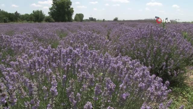 Kilosu 800 liradan satılan lavanta yağının hasadına başlandı