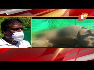 A Tusker Died in Electrocution at Dhaupali Casuarina Forests of Bhanjanagar