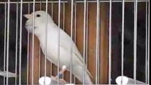 canary recessive white singing