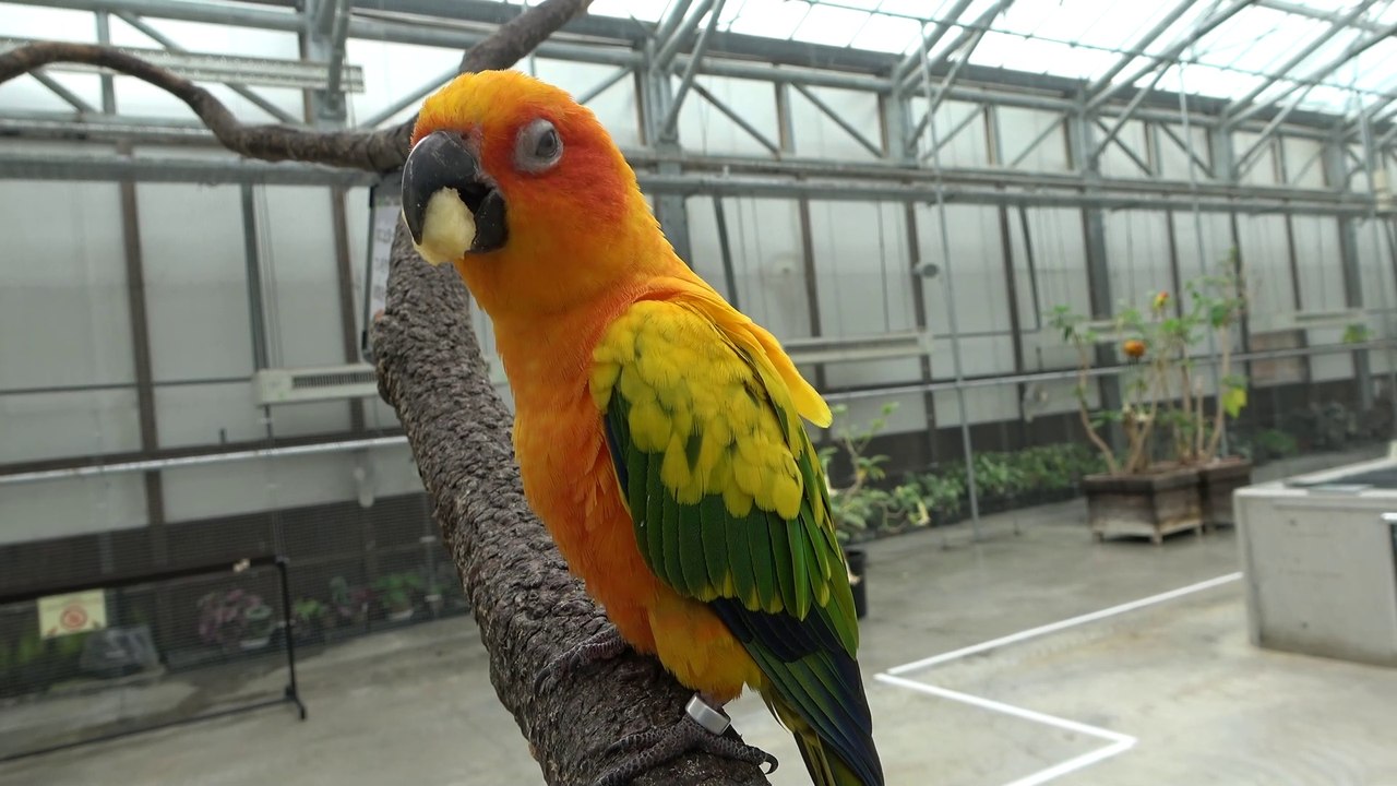 Kakegawa Kachouen, où vous pouvez rencontrer beaucoup d'oiseaux ! Perruches dans la zone des nénuphars