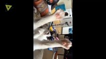 Dancing Dog Cat Video Funny Cats Video Funny #Funny #Funny Video