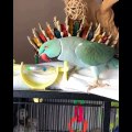 Funny Parrots Videos Compilation Cute Moment Of The Animals - Cutest Parrots #24 - Compilation 2021