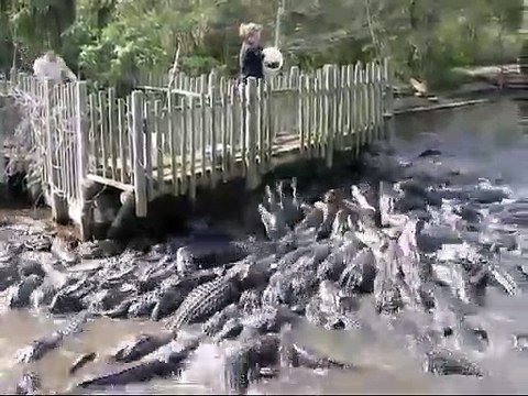 L'heure du repas dans un parc à alligators... Beaucoup de monde