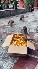 L'heure du repas pour les singes