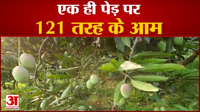एक ही आम के पेड़ में 121 तरह के आम | 121 Mango Species On One Tree In UP Saharanpur