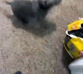 Training an American Bully Puppy Impulse Control