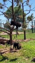 Bearly Time for Recess