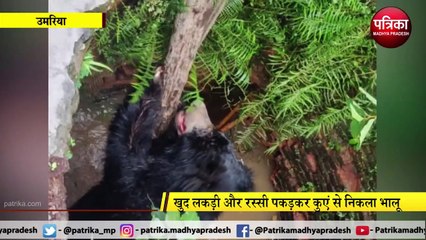 Download Video: VIDEO STORY : खुद रस्सी और लकड़ी पकड़कर कुएं से बाहर आया भालू