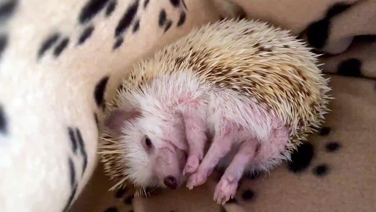 Hedgehog Stretches Before Starting Routine