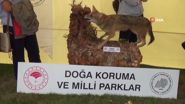 FAO Yöresel Çalıştayı'nda ünlü şefler yeteneklerini sergiledi