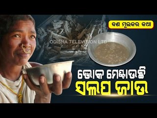 Special Story | Dongria Kondhs Eat Stem Of ‘Salap’ Tree To Satiate Their Hunger