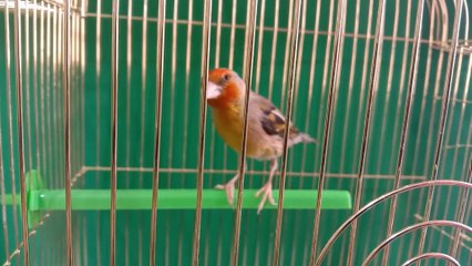 Canary x goldfinch Hybrid 2