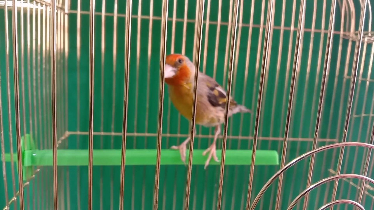 Canary x goldfinch Hybrid 2