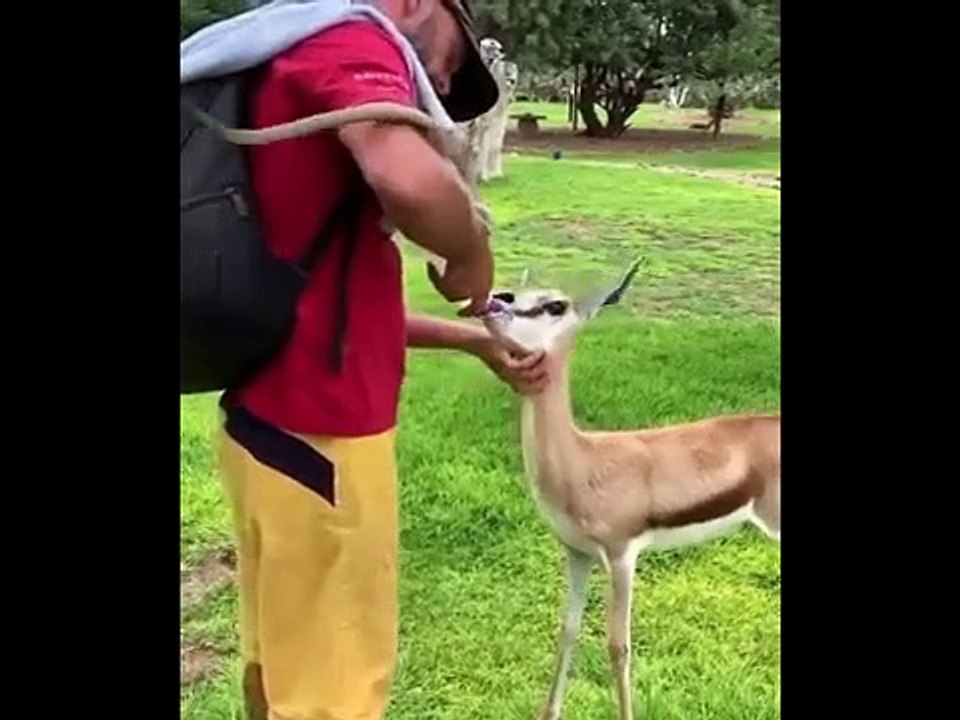 AWW Animals SOO Cute! Cute baby animals Videos Compilation cute moment of the an
