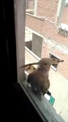 صوت الهدهد اول مره اسمعه سبحان الله sound of the hoopoe, Glory be to God