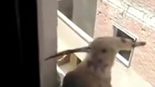 صوت الهدهد اول مره اسمعه سبحان الله sound of the hoopoe, Glory be to God