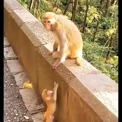 Cutest baby animals Videos Compilation Cute moment of the Animals - Cutest Anima