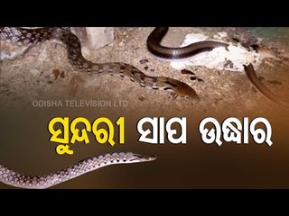 Common Trinket Snake Rescued In Jajpur