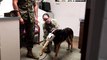 US Military News • Marine Corps Base Quantico Veterinary Treatment Facility