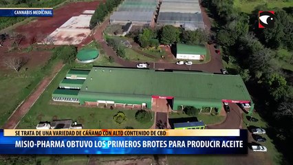 Misio-Pharma obtuvo los primeros brotes para producir aceite