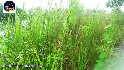 Menjaring ikan Nila,/ Mujair air Tawar