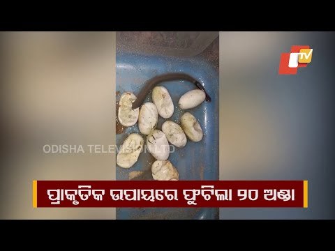 Snake, Hatchlings Rescued From Delanga In Puri, Released In Forest