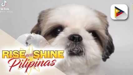 Bonding at kulitan kasama si Doggo Drama Queen Basha