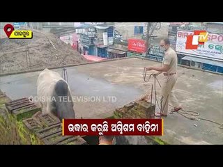 Bull Climbs Up To Roof Top Of 2-Storey Building In Jajpur, Rescued By Firefighters