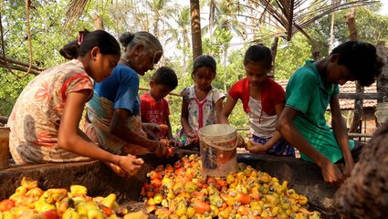 Making liquor out of cashew fruit juice is a 500-year-old tradition in India — meet one family keeping it alive