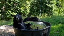Adorable animals across the Northwest find their own ways to beat the heat