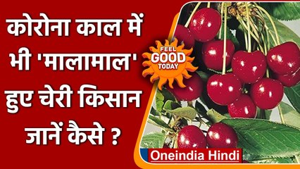 Himachal Pradesh: किसानों का मालामाल कर रही Cherry, Corona के बीच हो रहा इतना मुनाफा। वनइंडिया हिंदी
