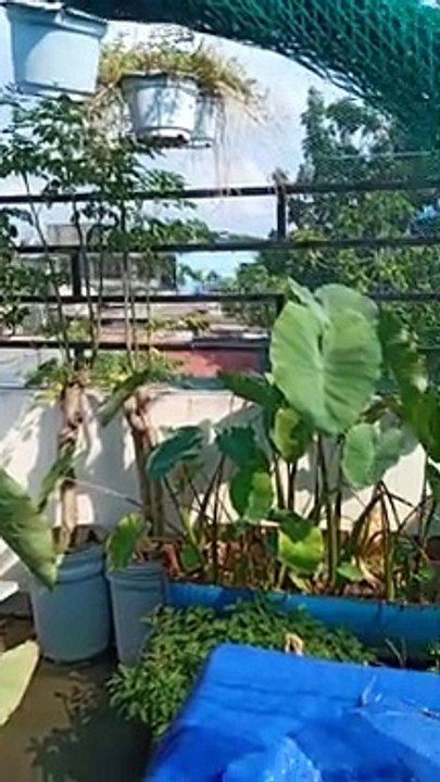 Nature