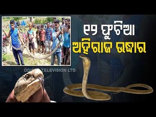 Snake Help Line Team Rescues King Cobra From Malkangiri Village