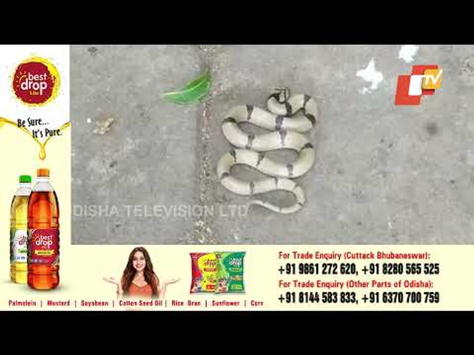 Rare Common Kukri Snake Found In Coimbatore