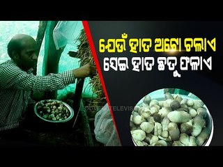 Special Story | Auto Rickshaw Driver In Kandhamal Who Scripted Success Story With Mushroom Farming