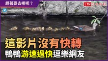 這影片沒有快轉！鴨鴨「游速過快」逗樂網友