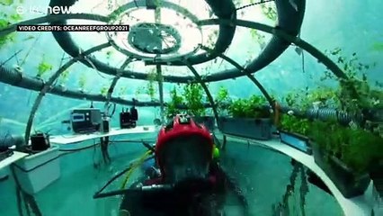 L'orto sott'acqua: come coltivare senza strappare altri terreni ai boschi