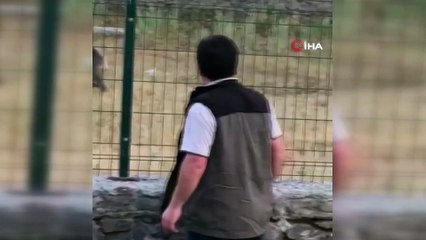 Sarıkamış’ta inatçı keçi saldırgan ayıya böyle kafa tuttu